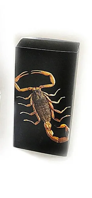 Real Black Scorpion Keychain in Clear Resin Teardrop Real Nature Gifts